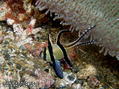 foto de buceo