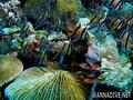 foto de buceo