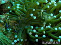 foto de buceo