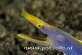 foto de buceo