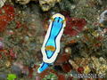 foto de buceo