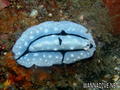 foto de buceo