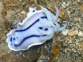 foto de buceo