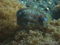foto de buceo