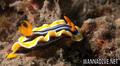 foto de buceo