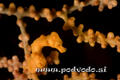 foto de buceo