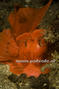 foto de buceo