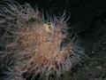 foto de buceo