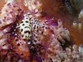 foto de buceo