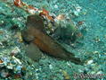 foto de buceo