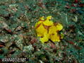 foto de buceo