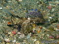 foto de buceo