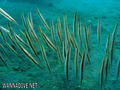 foto de buceo