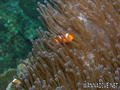 foto de buceo