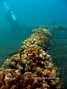 foto de buceo