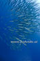 foto de buceo