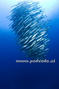 foto de buceo