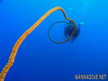 foto de buceo