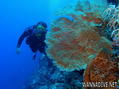 foto de buceo
