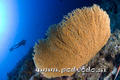 foto de buceo