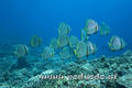 foto de buceo