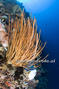 foto de buceo