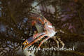 foto de buceo
