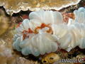 foto de buceo