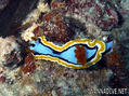 foto de buceo