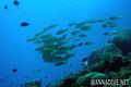 foto de buceo
