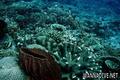 foto de buceo