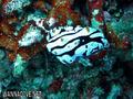 foto de buceo