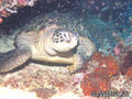 foto de buceo
