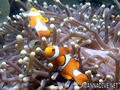 foto de buceo