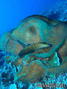 foto de buceo