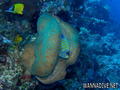 foto de buceo