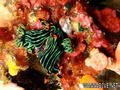 foto de buceo