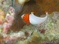 foto de buceo