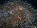 foto de buceo