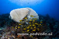 foto de buceo