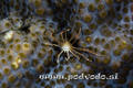 foto de buceo