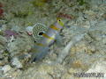 foto de buceo