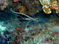 foto de buceo