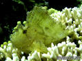 foto de buceo