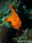foto de buceo