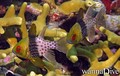 foto de buceo