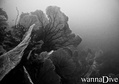 foto de buceo