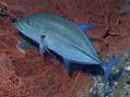 foto de buceo