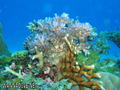 foto de buceo