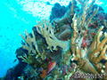 foto de buceo